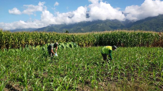Jaga Ketahanan Pangan, Babinsa Bantu Pemupukan Jagung petani
