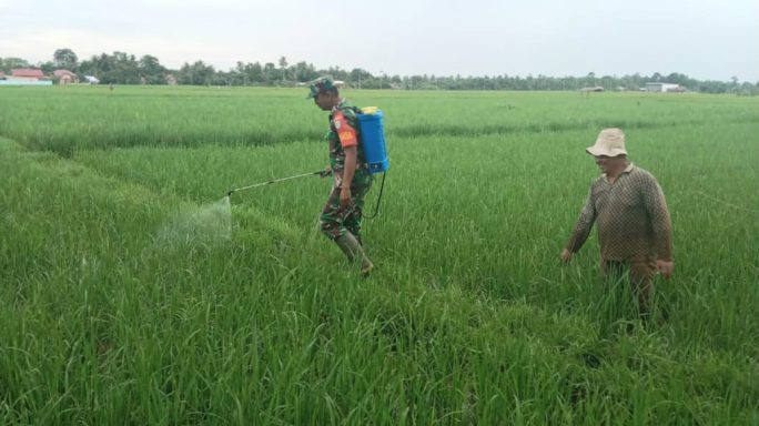 Kerjasama Babinsa Dan Warga Dalam Penyemprotan Hama Pada Tanaman Padi