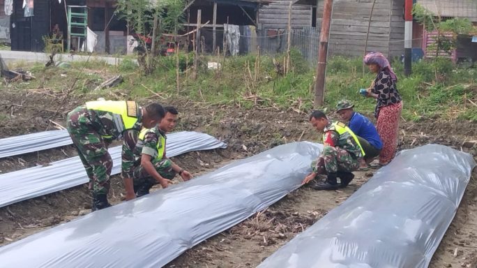 Dukung Usaha Warga Binaan Babinsa Bantu Pasang Mulsa Bedeng Cabe