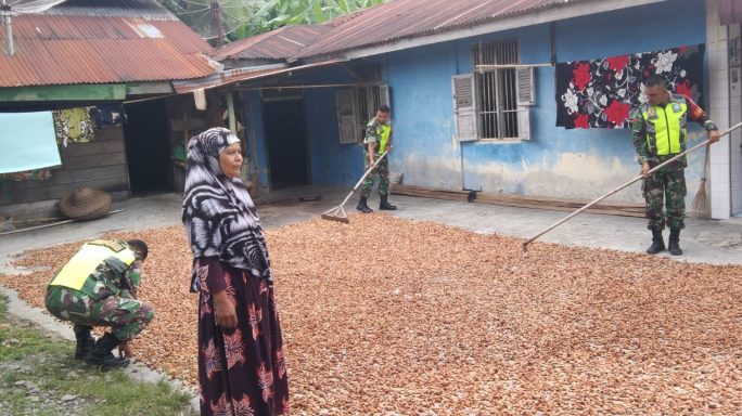 Tingkatkan Kualitas Babinsa Bantu Petani Jemur Biji kakao