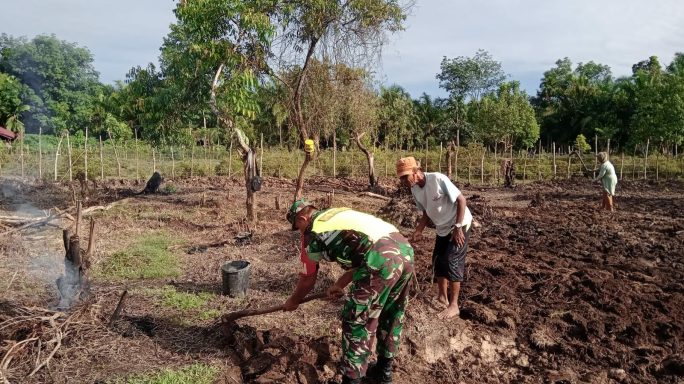 Tak Hiraukan Hari Libur, Babinsa Koramil 07/JP Bantu Petani Mencangkul Lahan Pertania
