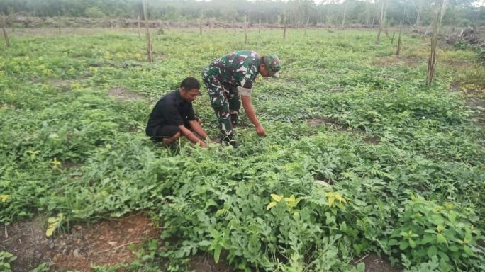 Peran Babinsa Koramil 14/Rtp Dalam Optimalisasi Kebersihan Lahan Semangka: Kunci Kesuksesan Petani”