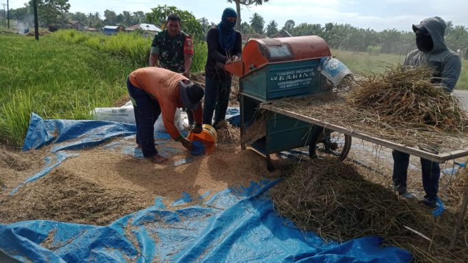 Babinsa Mitra Penting Dalam Proses Pengumpulan Dan Perontokan Hasil Panen Padi Di Desa