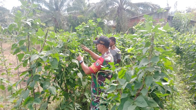 Babinsa Koramil 24/Darul Ihsan, Terus Dorong Masyarakat Manfaatkan Lahan Kosong, Jadi Lahan Produktif