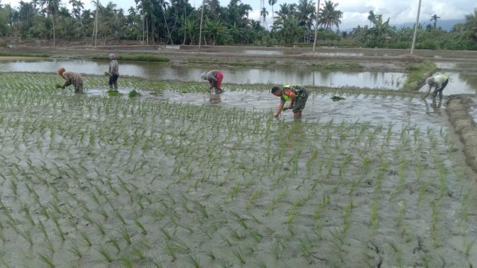 Babinsa Laksanakan Pendampingan Penanaman Padi Kepada Petani