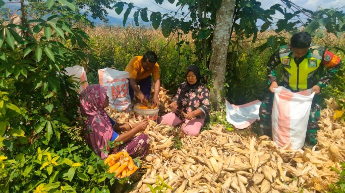 Jaga Ketahanan Pangan, Sertu Sugeng Pujianto Bantu Panen Jagung