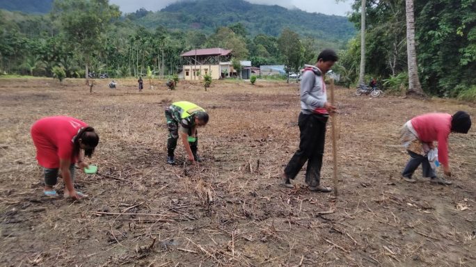 Babinsa Bantu Petani Tanam Jagung. Wujud Pendampingan