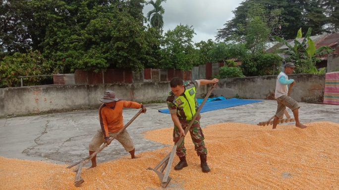 Babinsa Posramil Bukit Tusam Bantu Warga Jemur Jagung Pasca Panen
