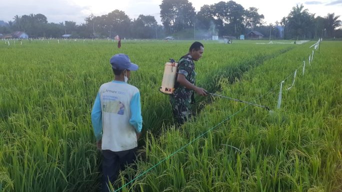 Serka Afner Hotman Bersama Petani: Upaya Bersinergi Dalam Mengatasi Hama Pada Tanaman Padi