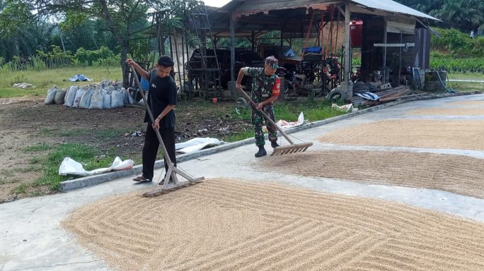 Sertu Mulkhan Hendro Bantu jemur Padi Di Kilang Padi