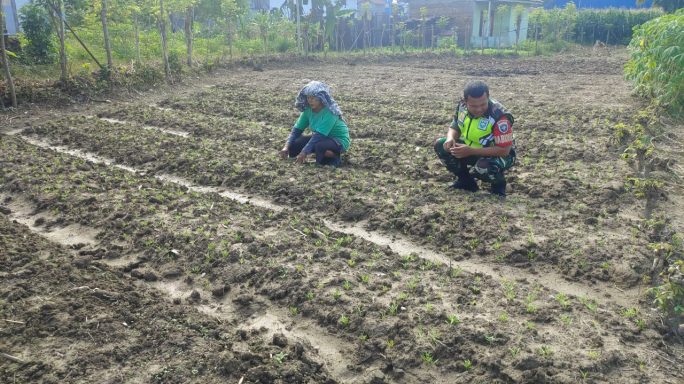 Babinsa Bantu Petani Binaan Bersihkan Gulma Tanaman Kangkung