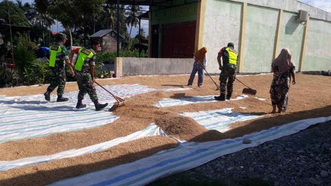 Komsos Bersama Warga, Babinsa Bantu Jemur Padi.