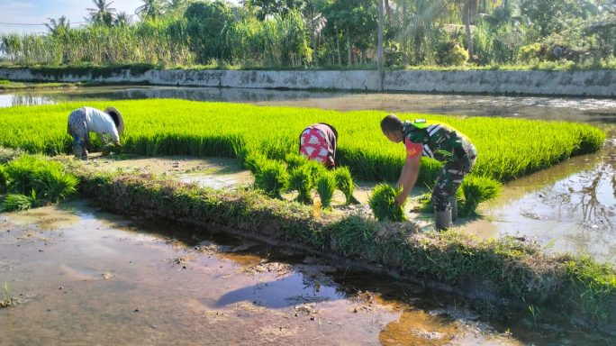 Koptu Saidul Babinsa Koramil 08/Spu Mendukung Petani Dalam Pencabutan Bibit Padi Siap Tanam