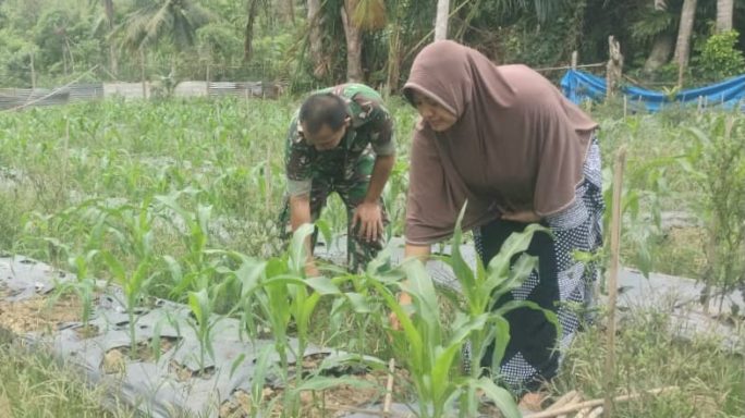Upaya Pendampingan Babinsa Dalam Meningkatkan Produktivitas Pertanian Jagung Melalui Pembersihan Gulma