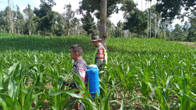 Selalu Ada Bersama Petani Babinsa Bantu Warga Penyemprotan Hama Tanaman Jagung