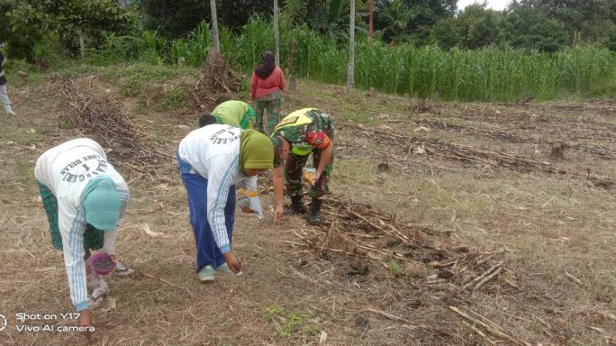 Laksanakan Pendampingan Babinsa Bantu Petani Tanam Jagung.