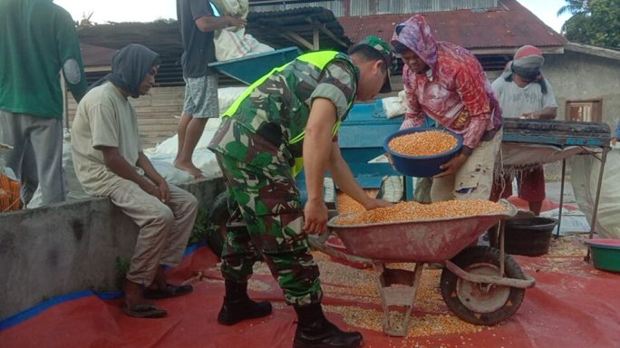 Selalu Ada Ditengah Tengah Petani Babinsa Bantu Rontok Jagung Warga
