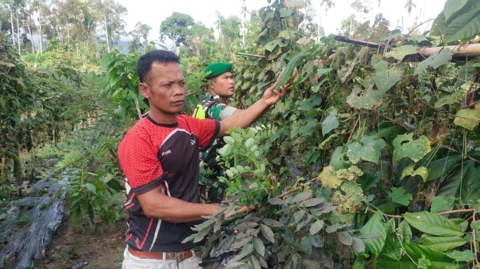Babinsa Bersama Petani Cek Perkembangan Tanaman Gambas