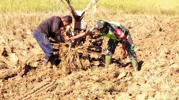 Petani dan Babinsa Kerja Sama Garap Sawah dengan Hand Tractor