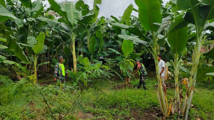 Komsos dengan Petani, Babinsa Sambangi Petani Kebun Pisang