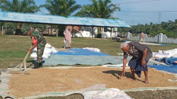 Babinsa Sambangi Warga Dan Berperan Aktif Dalam Proses Penjemuran Padi