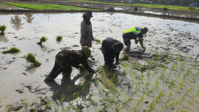 Babinsa Koramil 19/Idm Dalam Menanam Padi Di Sawah Membantu Petani Secara Langsung