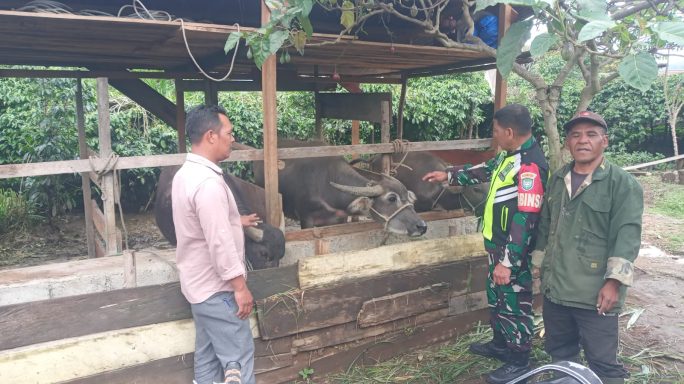 Jalin Silaturahmi, Babinsa Komsos dengan Peternak Kerbau