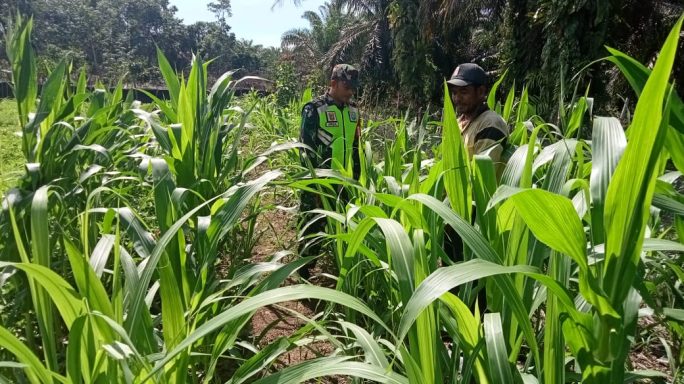 Babinsa Posramil Tadu Raya Bantu Petani Rawat Tanaman Jagung