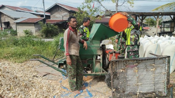 Jaga Keharmonisan Babinsa Bantu Warga Binaan Rontok Jagung