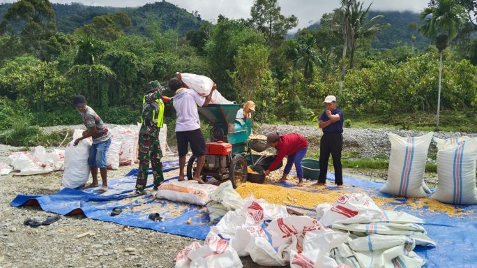 Jaga Hubungan Baik Bersama Warga Binaan Babinsa Bantu Petani Rontok Jagung
