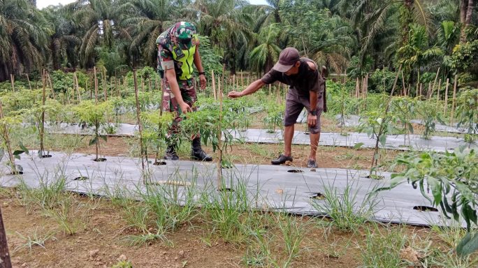 Optimalisasi Pertanian Cabe Melalui Bantuan Babinsa: Peran Mendukung Untuk Kesejahteraan Petani