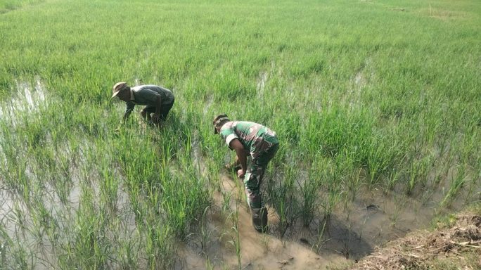 Serda Syah Andrianto Babinsa Koramil 14/Rtp, Mendukung Petani Dalam Pembersihan Gulma Tanaman Padi