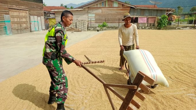 Selalu Ada Di Tengah Warga Babinsa Dampingi Petani Jemur Padi