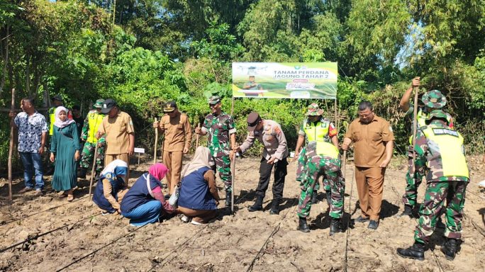 Penanaman Jagung Program “I’M Jagong” Tahap II Kembali Dilaksanakan di Pidie dan Pidie Jaya