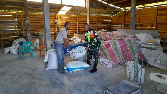 Babinsa Koramil 04/Beutong Cek Pengadaan Stok Gabah di tempat Penggilingan