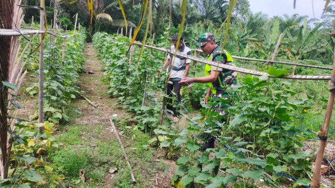 Babinsa Posramil Tripa Makmur Bantu Petani Rawat Tanaman Timun