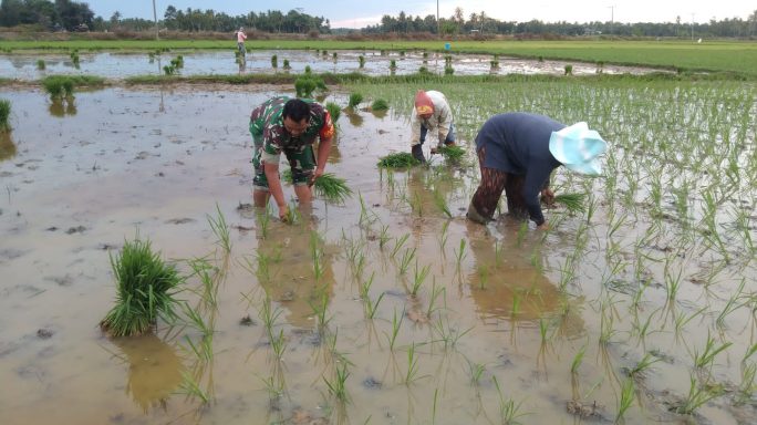 Tingkatkan Ketahanan Pangan, Babinsa Kodim 0103/Aceh Utara Bantu Petani Tanam Padi.
