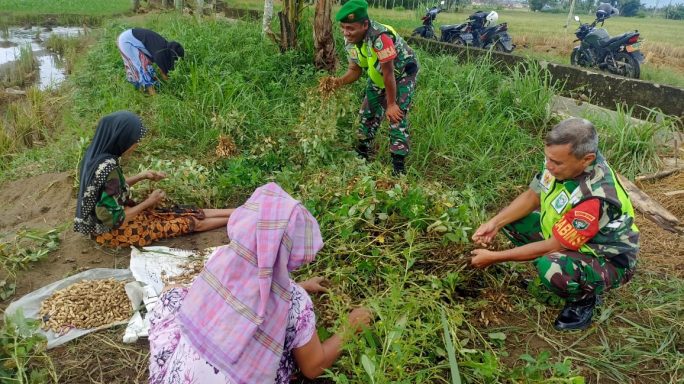 Selalu Ada Bersama Petani Babinsa Dampingi Warga Panen Kacang Tanah.