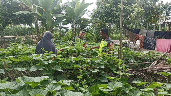 Babinsa Dampingi Petani Panen Buah Mentimun