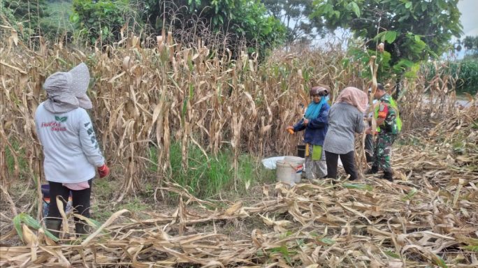 Babinsa Posramil Ketambe Bantu Petani Panen Jagung