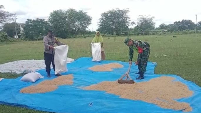 Babinsa Bersama Babinkamtibmas Bantu Petani Jemur Padi