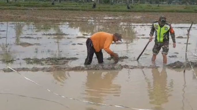 Babinsa Koramil 03/Seruway Bantu Petani Membuat Pematang Sawah