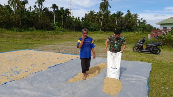 Sambangi Warga, Babinsa Kodim 0103/Aceh Utara Turut Bantu Menjemur Padi.