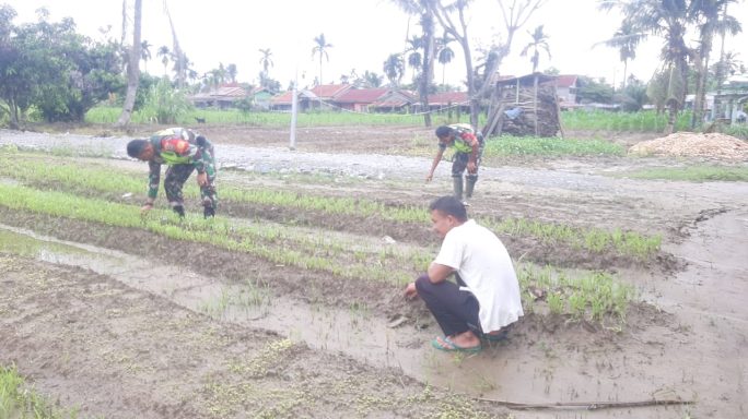 Wujud Dukungan, Babinsa Sambangi Warga Binaan Petani Kangkung