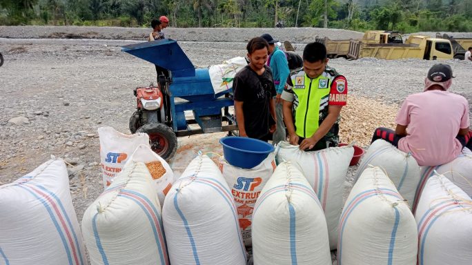Pasca Panen Babinsa Bantu Rontok Jagung Warga
