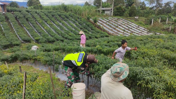 Babinsa Koramil 09/ Ketol Dampingi Petani Memanen Cabe
