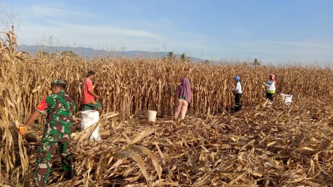 Sukseskan Swasembada pangan Babinsa Bantu Panen Jagung