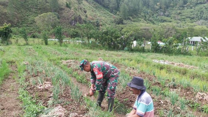 Tingkatkan Stabilitas Ekonomi Masyarakat, Babinsa Dampingi Petani Memanen Bawang