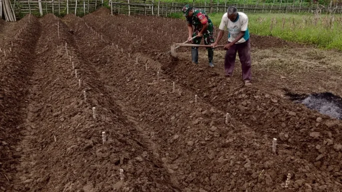 Peran Babinsa Dalam Mendukung Ketahanan Pangan Melalui Pendampingan Penanaman Singkong Pada Lahan Kosong