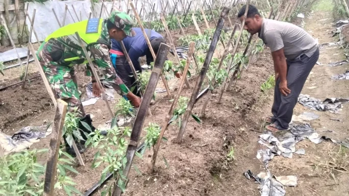 Babinsa Posramil Kuala Pesisir bantu Petani rawat tanaman cabe
